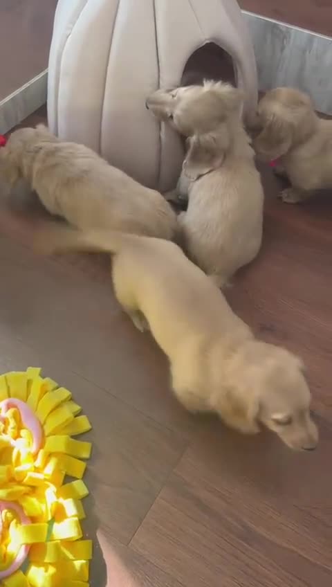 Miniature Dachshund dogs for stud: Dna and ivdd screened Mini Dachshund  in Southampton - Video 2
