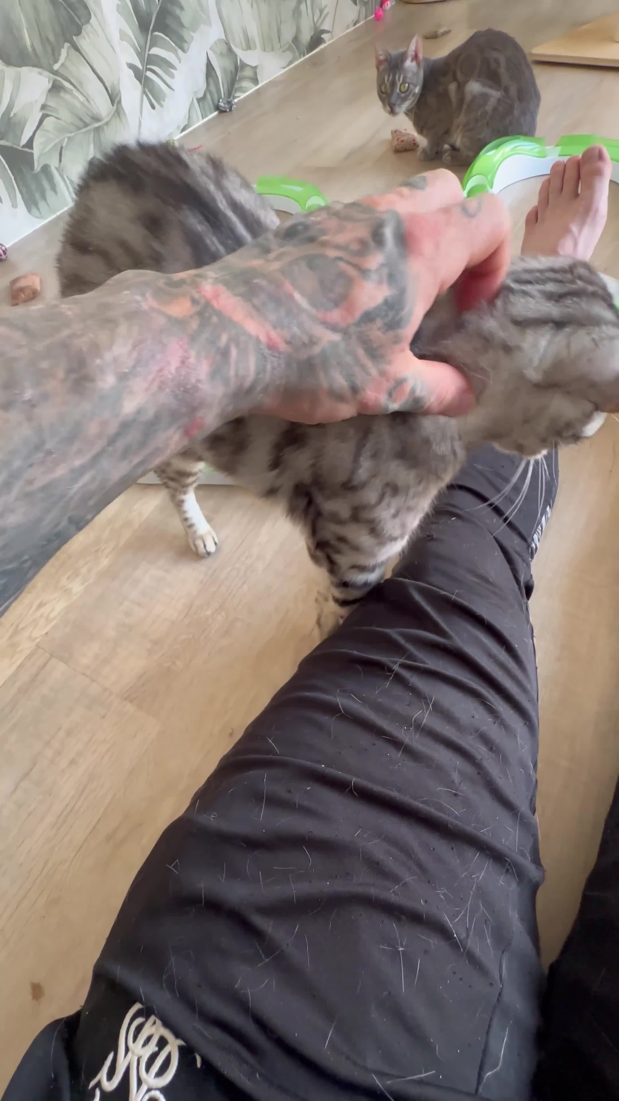 Bengal cats for sale: Retired breeding females - Video 1
