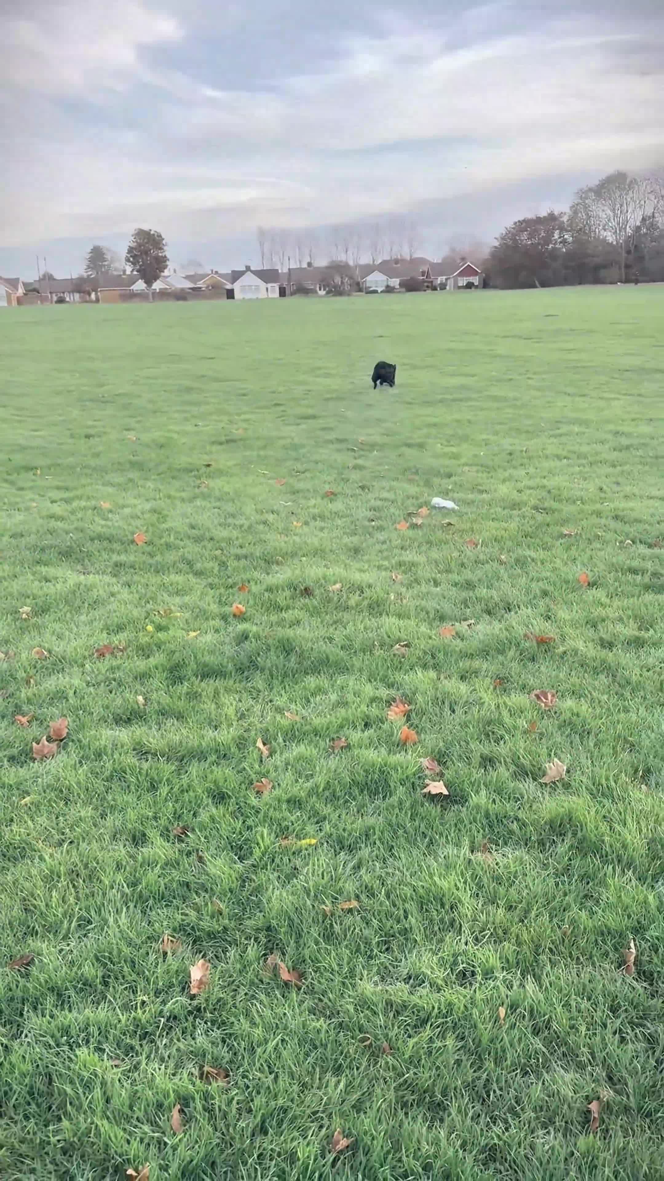 German Shepherd dogs for sale: Fully Trained Black German Shepherd - Video 3