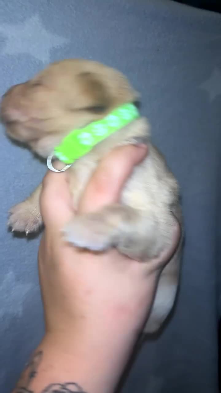 Labrador Retriever dogs for sale: Beautiful KC Labrador Puppies - Video 2