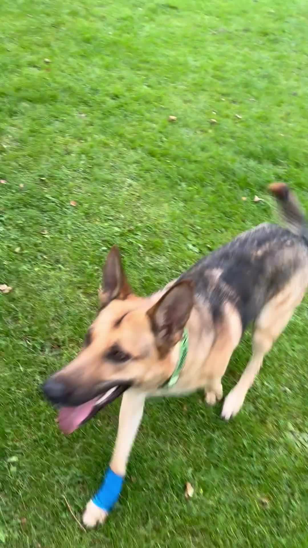 German Shepherd dogs for sale: 3 year old German Shepherd - Video 1
