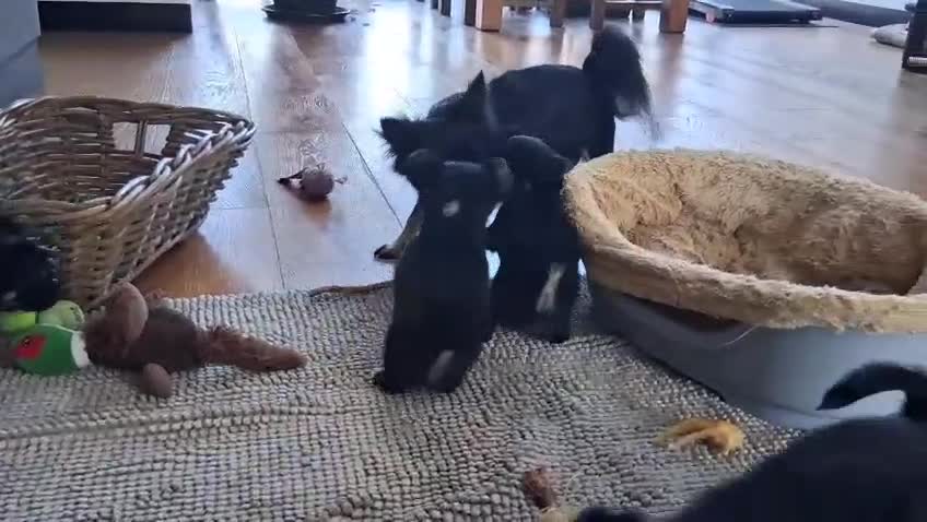 Chihuahua dogs for sale: Quality Longhair Chihuahua Puppies - Video 3