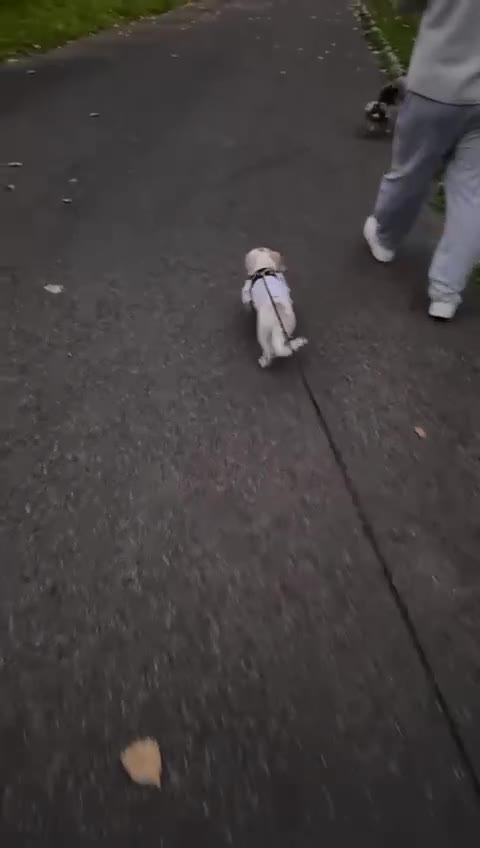 Dachshund dogs for adoption: 7 Months old, Dachshund Betty Readt to Adopt - Video 1