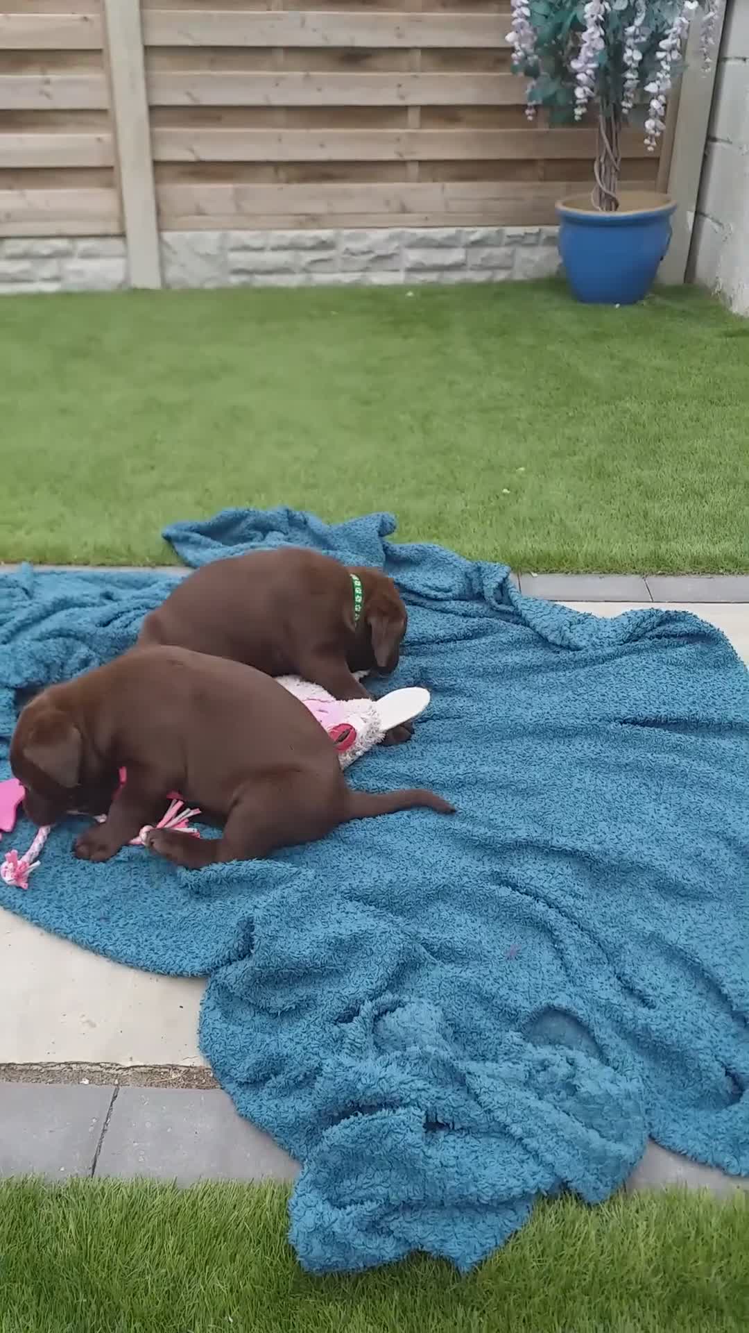 Labrador Retriever dogs for sale: Ready to go now KC Registered Chocolate LabPups - Video 2