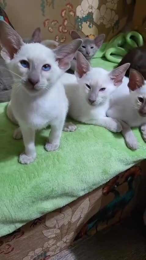 Oriental cats for sale: 7 GCCF Oriental & Siamese Kittens - Video 2
