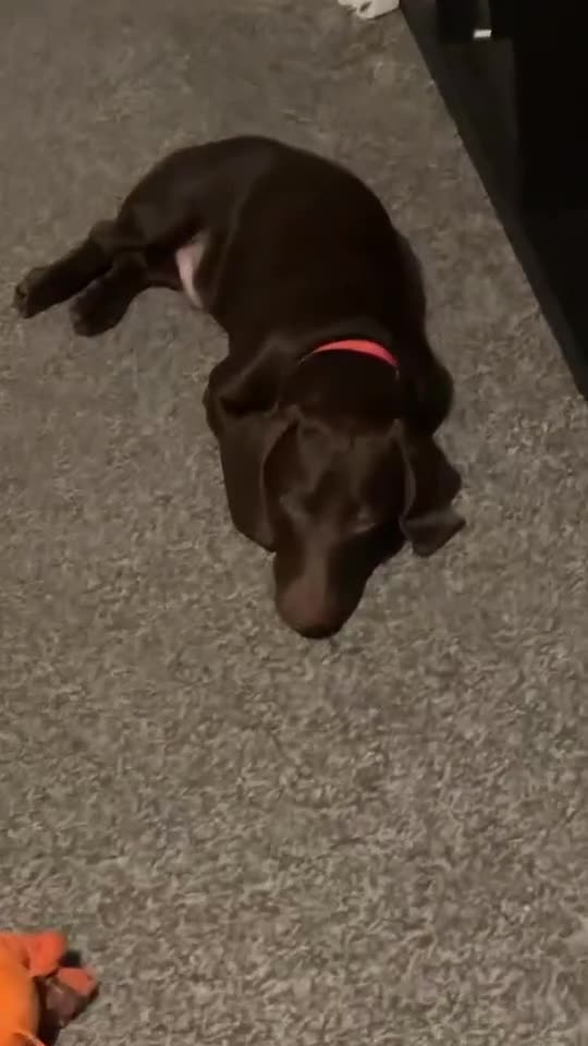 Dachshund dogs for sale: Scout (dachshund puppy)  - Video 2