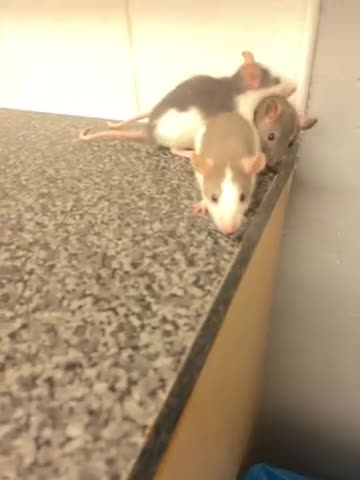 Rat rodents for sale: Young rats - Video 1