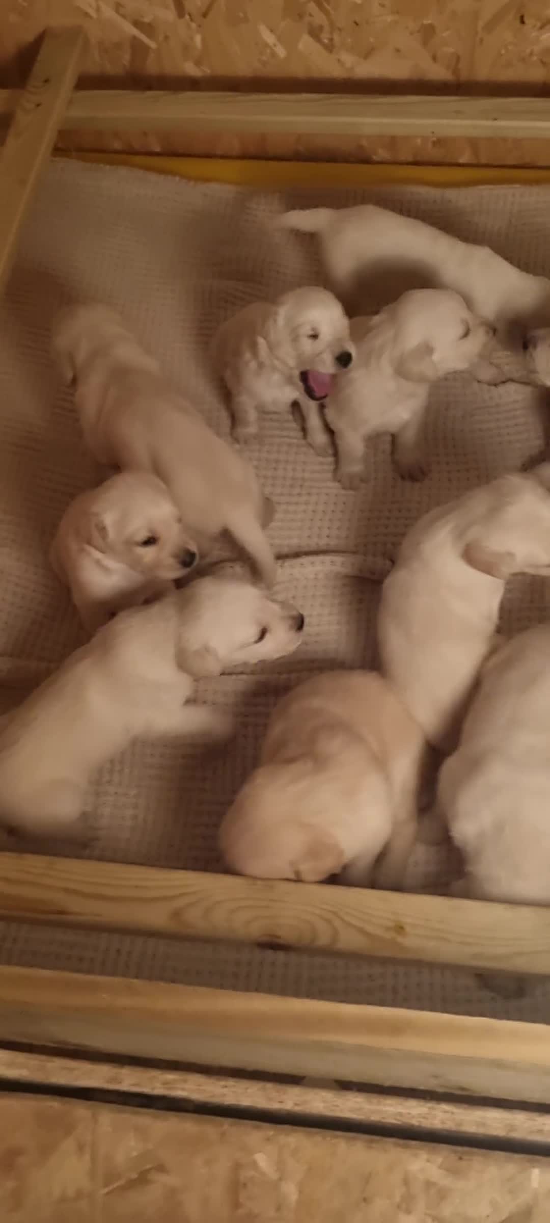Mixed Breed dogs for sale: Lab cross Golden Doodles  - Video 1