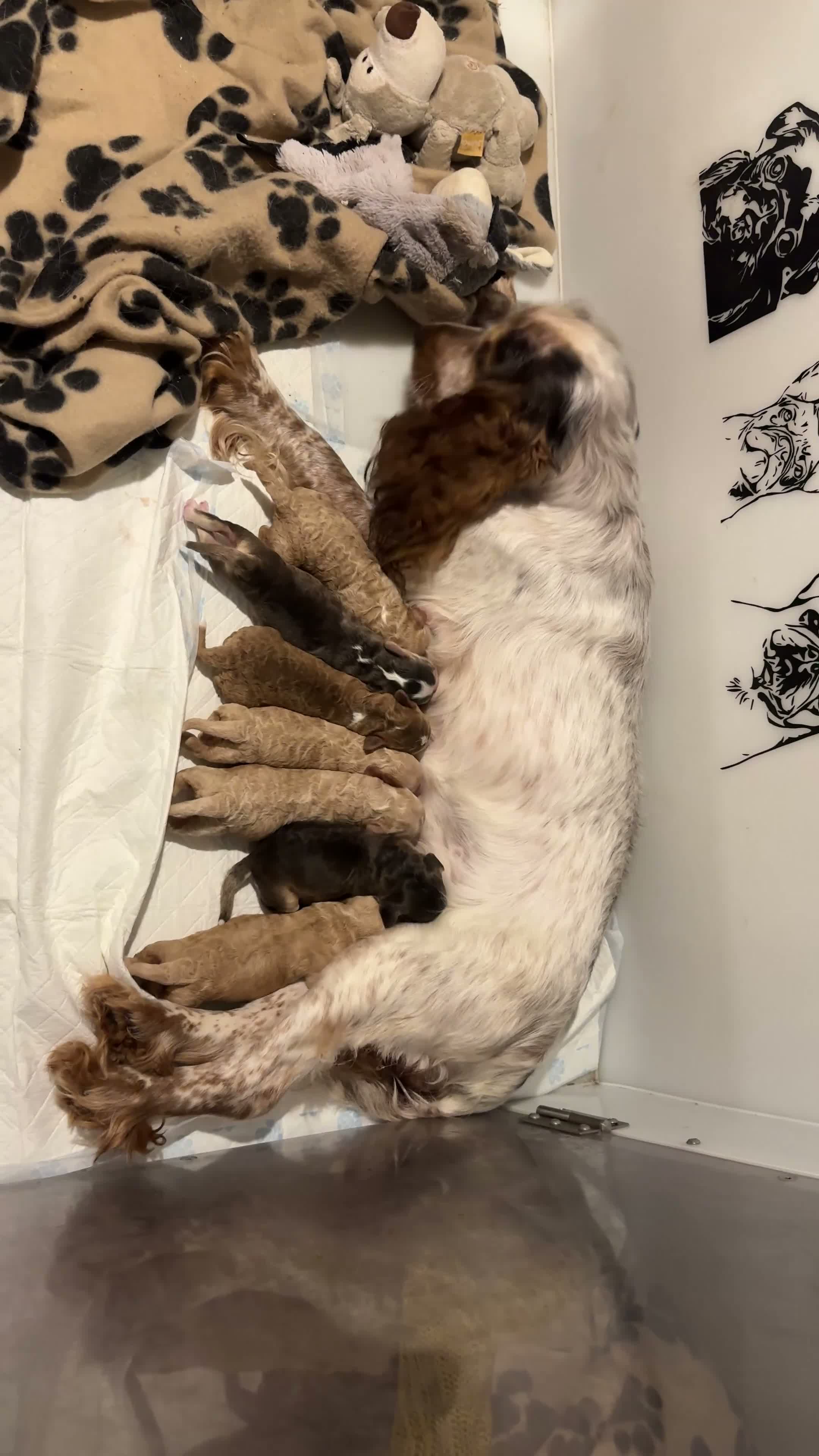 Cockapoo dogs for sale: 🌟 OUTSTANDING cockapoo puppies F1B 🌟 - Video 1