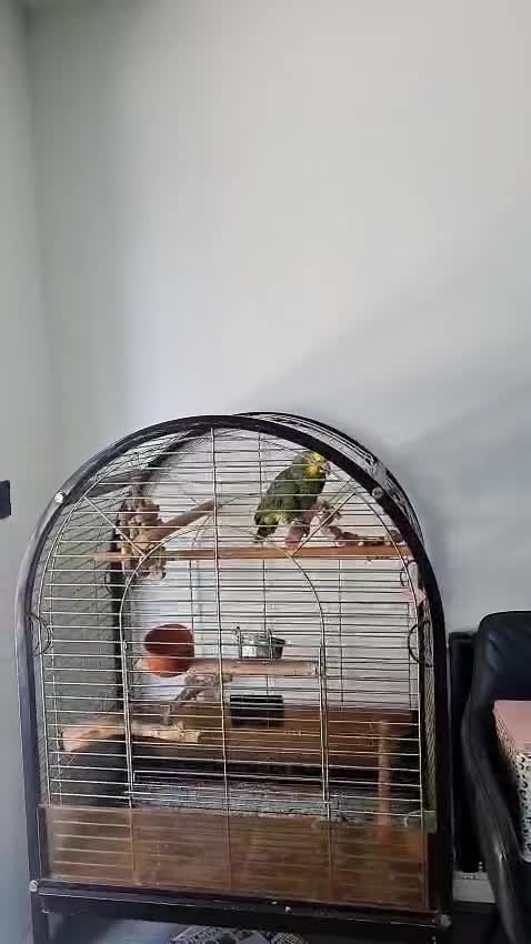 Parrots birds for sale: Amazon talking parrot looking for permanent home!  in Bradford - Video 1