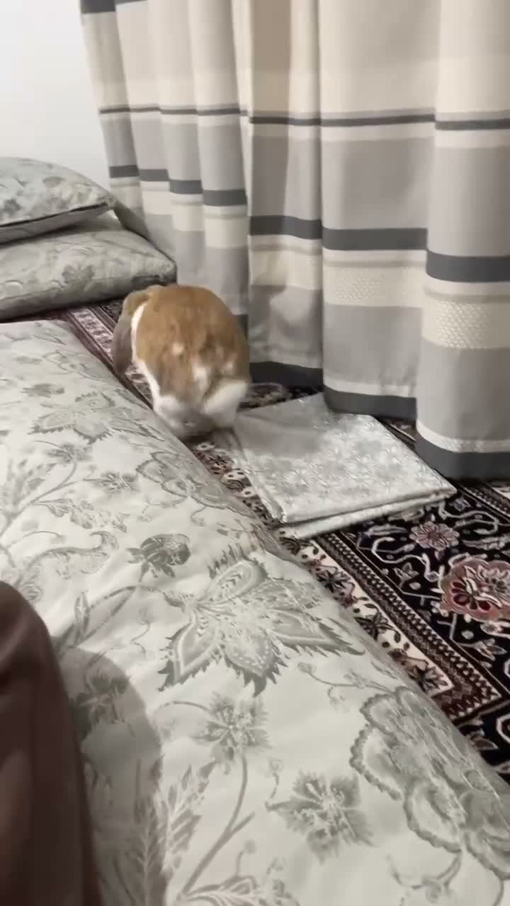 English rabbits for sale: Rabbit  in London - Video 1