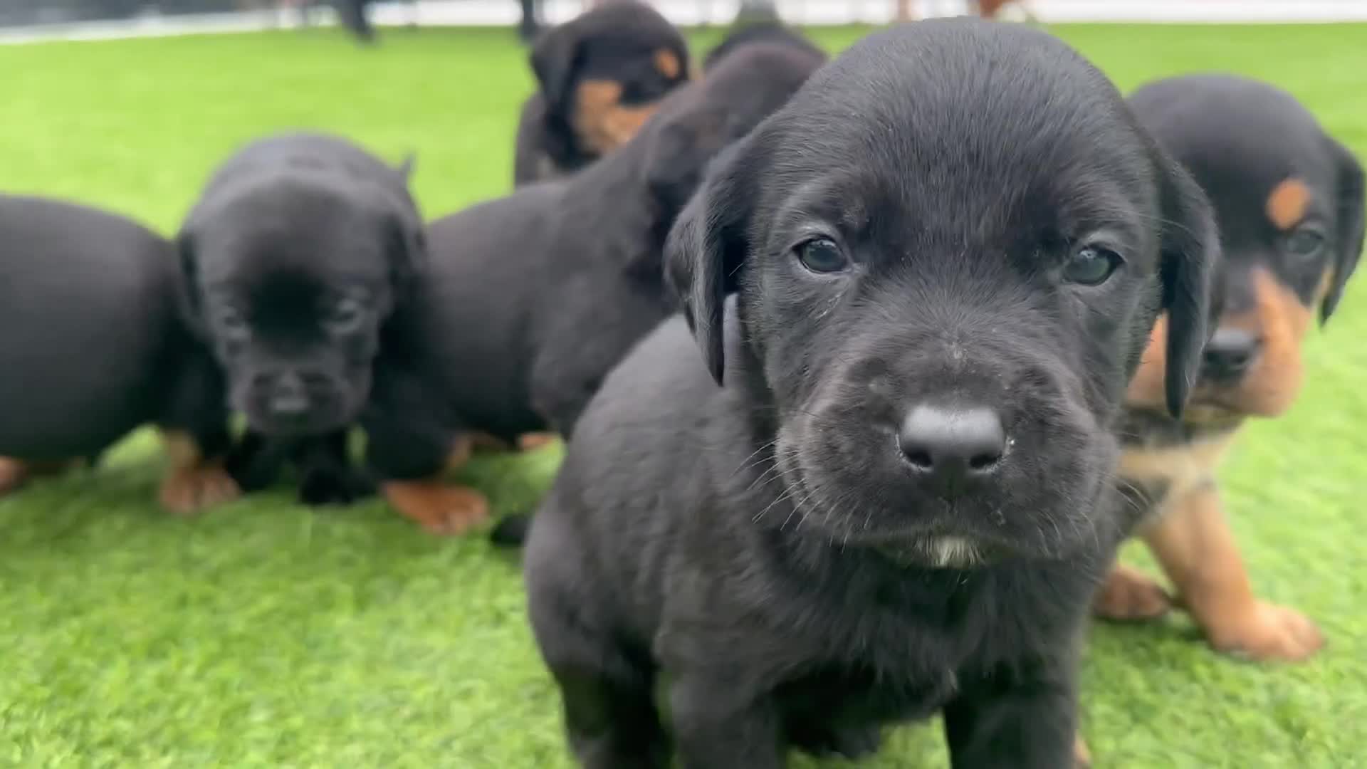 Mixed Breed dogs for sale:   👑 Labrotties 👑 rottweiler x Labrador 👑 - Video 1