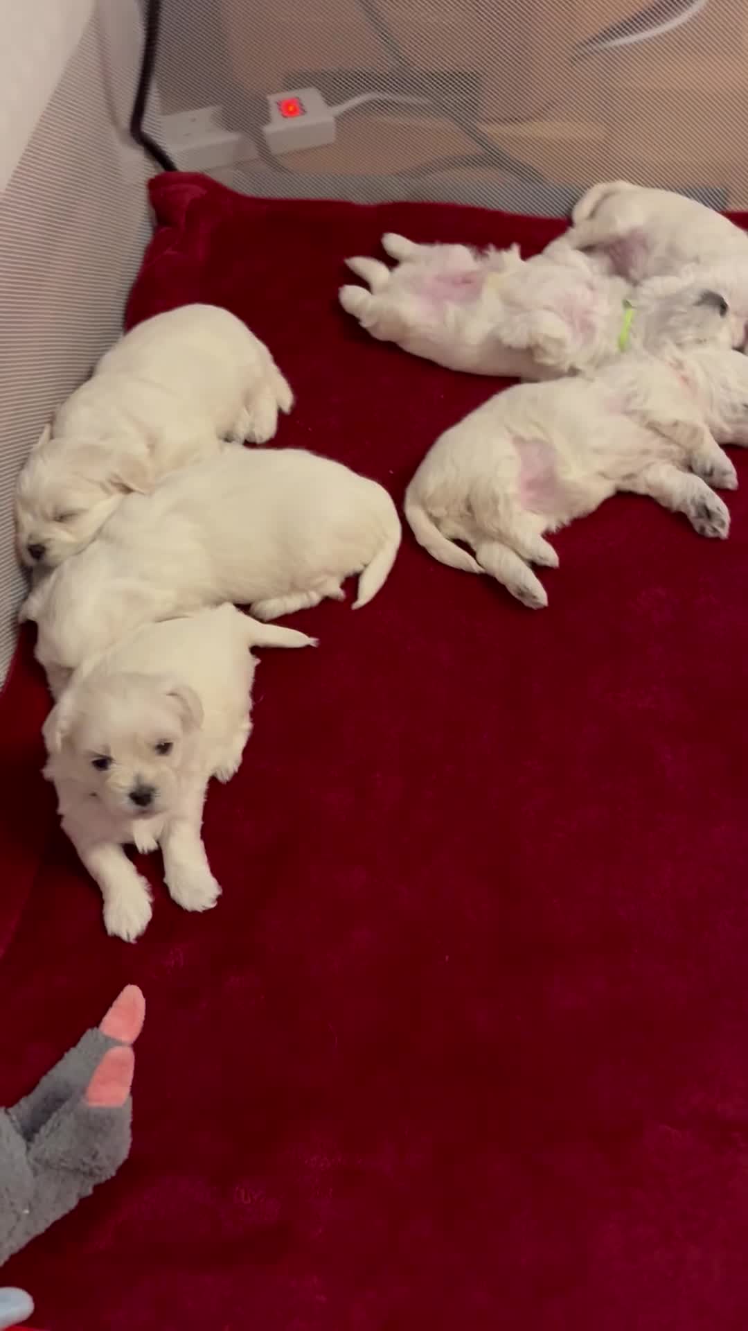 Maltese dogs for sale: READY HOME 30.05  - Video 2