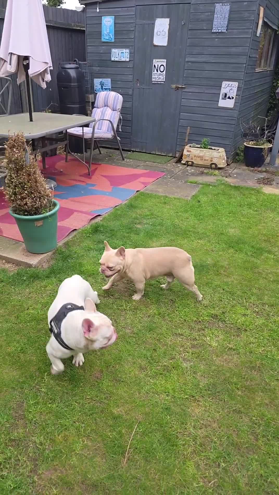 French Bulldog dogs for sale: 2yr old French-bulldog Boy in Kettering - Video 1