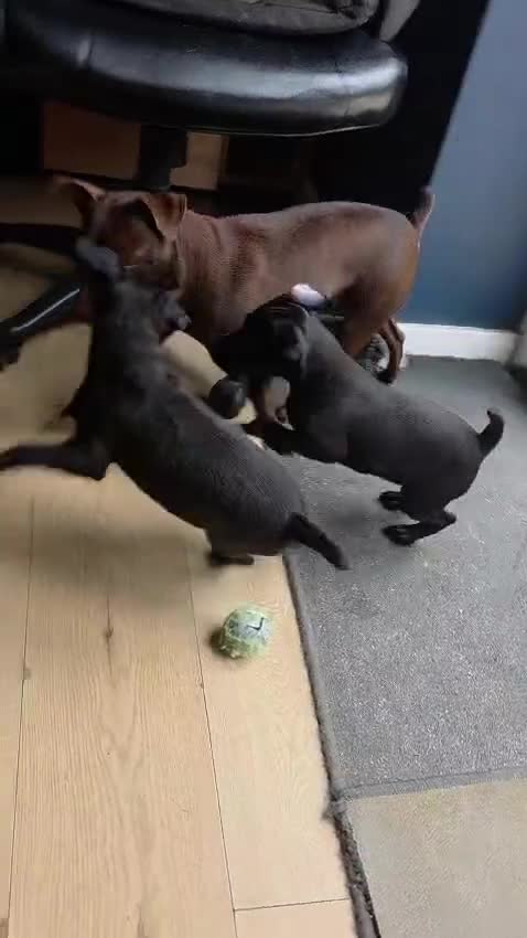 Patterdale Terrier dogs for sale: Patterdale Puppies - Females - Video 1