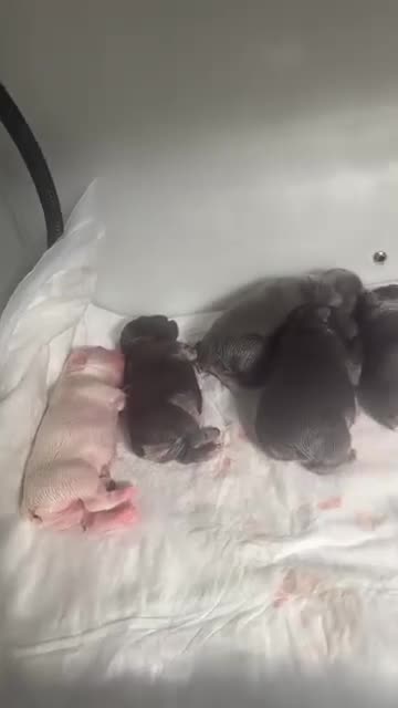 French Bulldog dogs for sale: Top quality fluffy Frenchbulldogs - Video 1