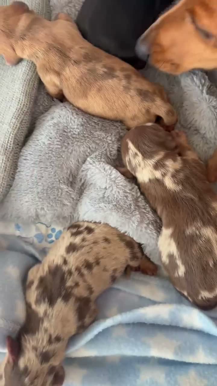 Miniature Dachshund dogs for sale: X6 beautiful miniature dachshunds for sale - Video 1