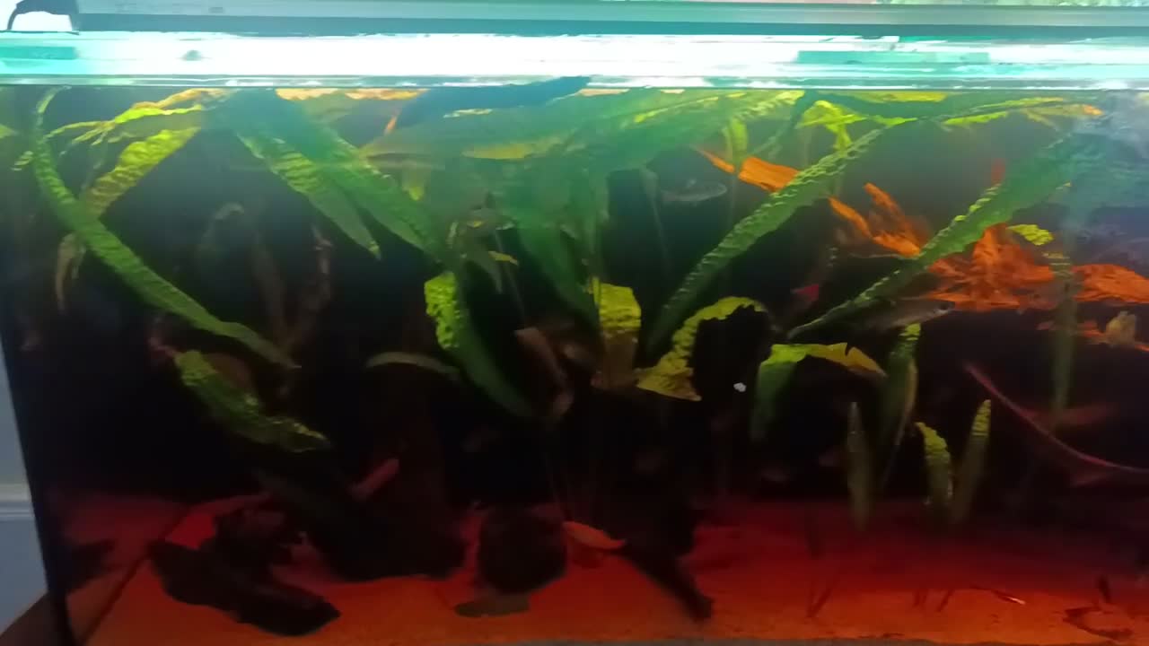 Other/Mixed Breed fish for sale: Very large fish tank with all equipment  - Video 1