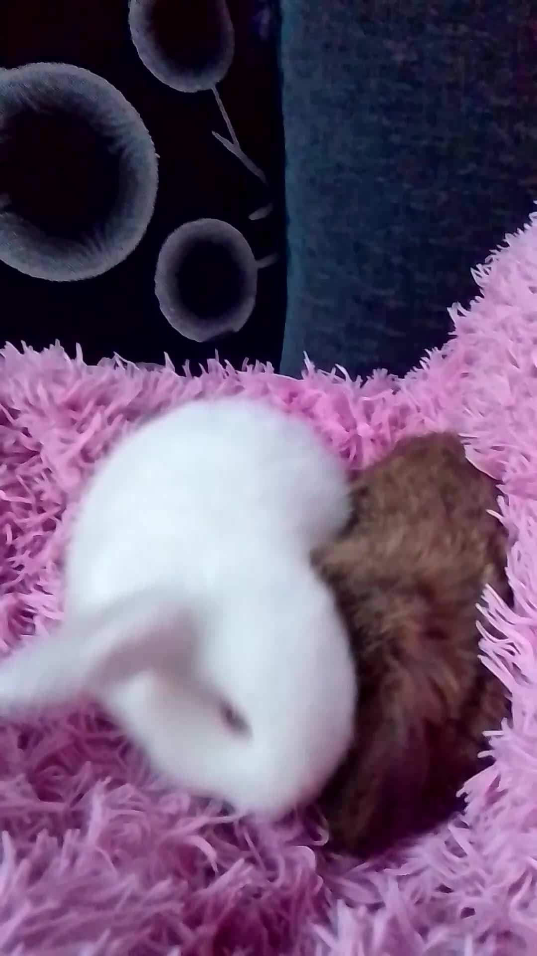 Mini Lop rabbits for sale: Beautiful Mini Lops ready on 14/12 - Video 1