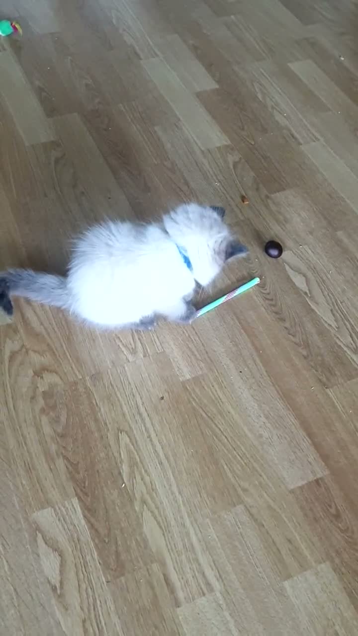 Ragdoll cats for sale: 4 x Fluffy Ragdoll Chocolate Sealpoint kittens - Video 3