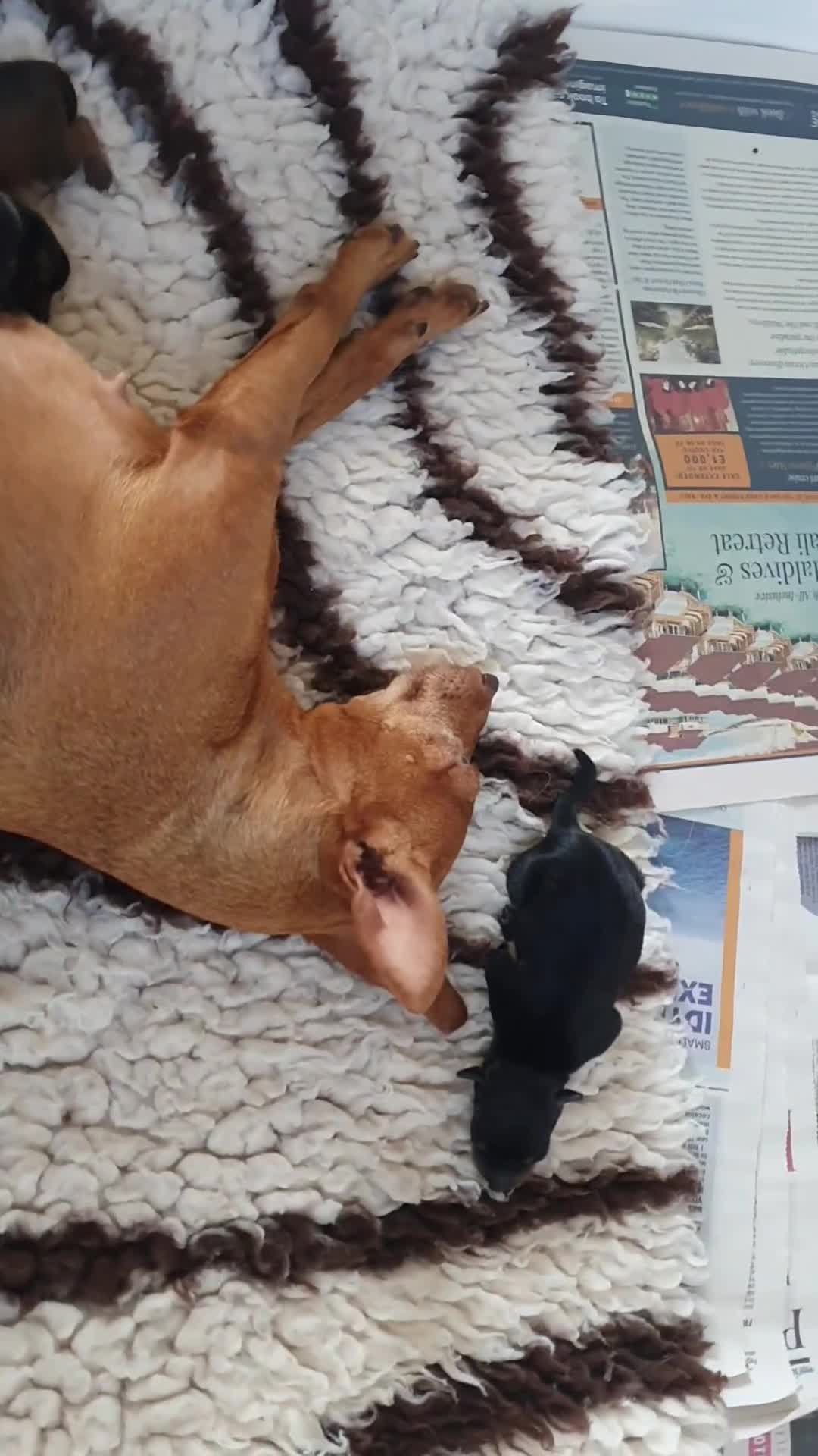 Miniature Pinscher dogs for sale: Miniature Pinscher Last boy pup show potential  - Video 1