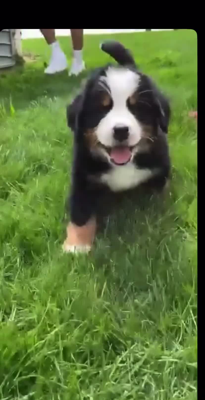 Bernese Mountain Dog dogs for sale: Gentle Friendly Bernese Mountain Dog For Good Home in Grimsby - Video 1