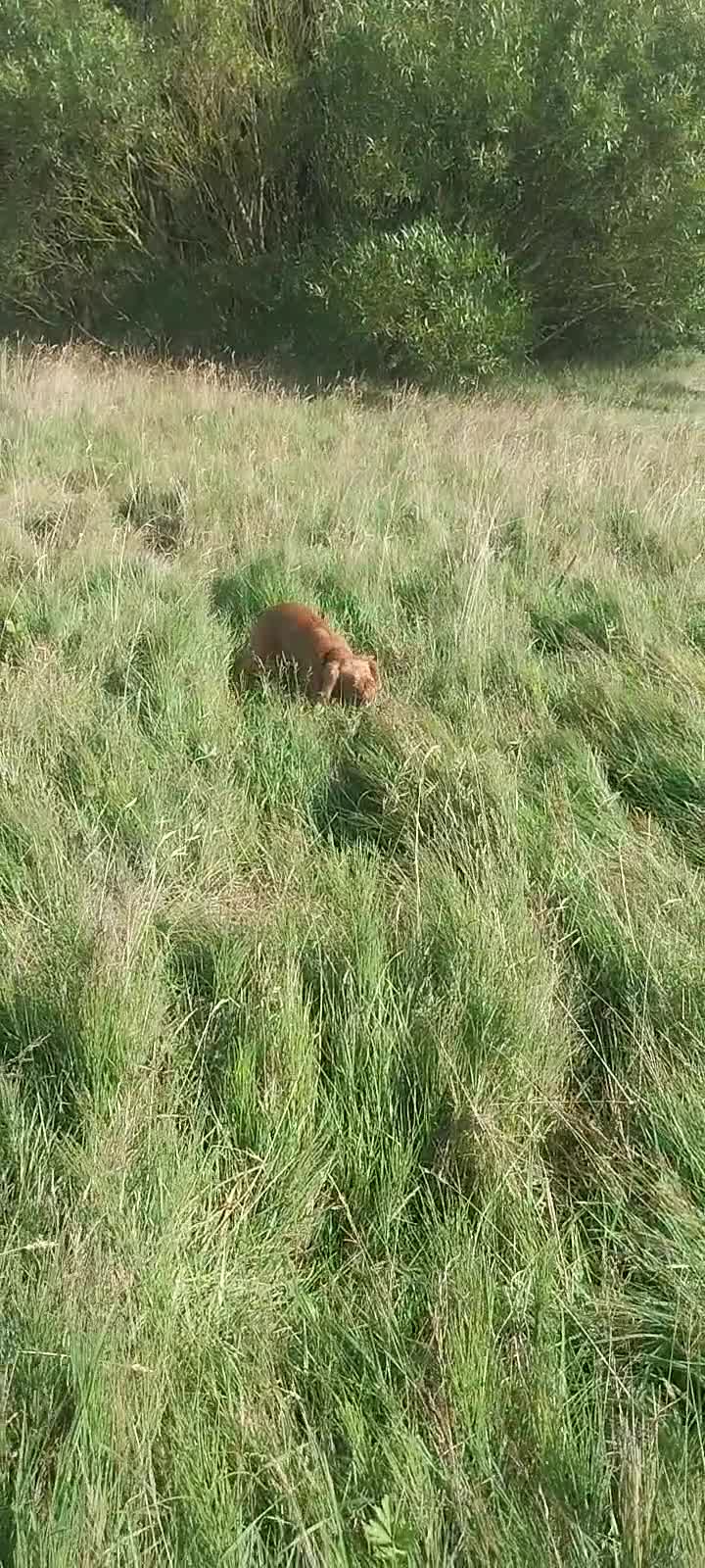 Cocker Spaniel dogs for stud: Proven cocker spaniel for stud - Video 1