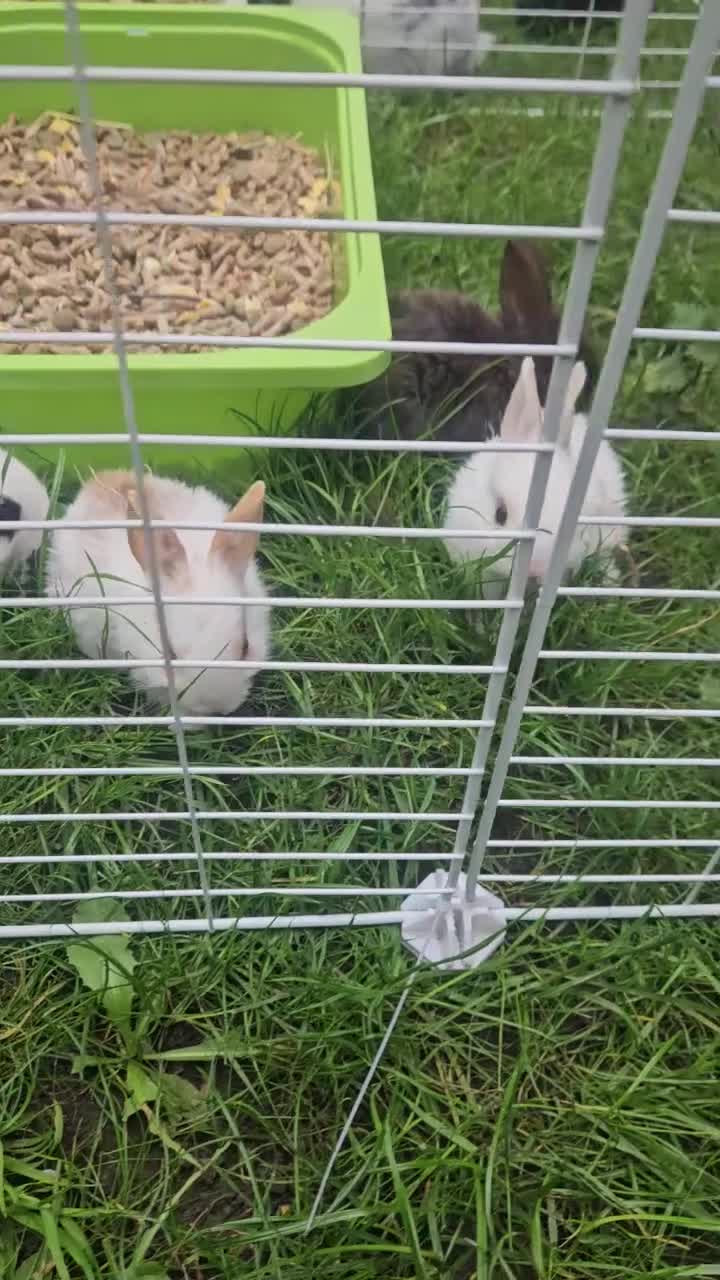Mixed Breed rabbits for sale: They are 3 weeks and 5 weeks old  - Video 1