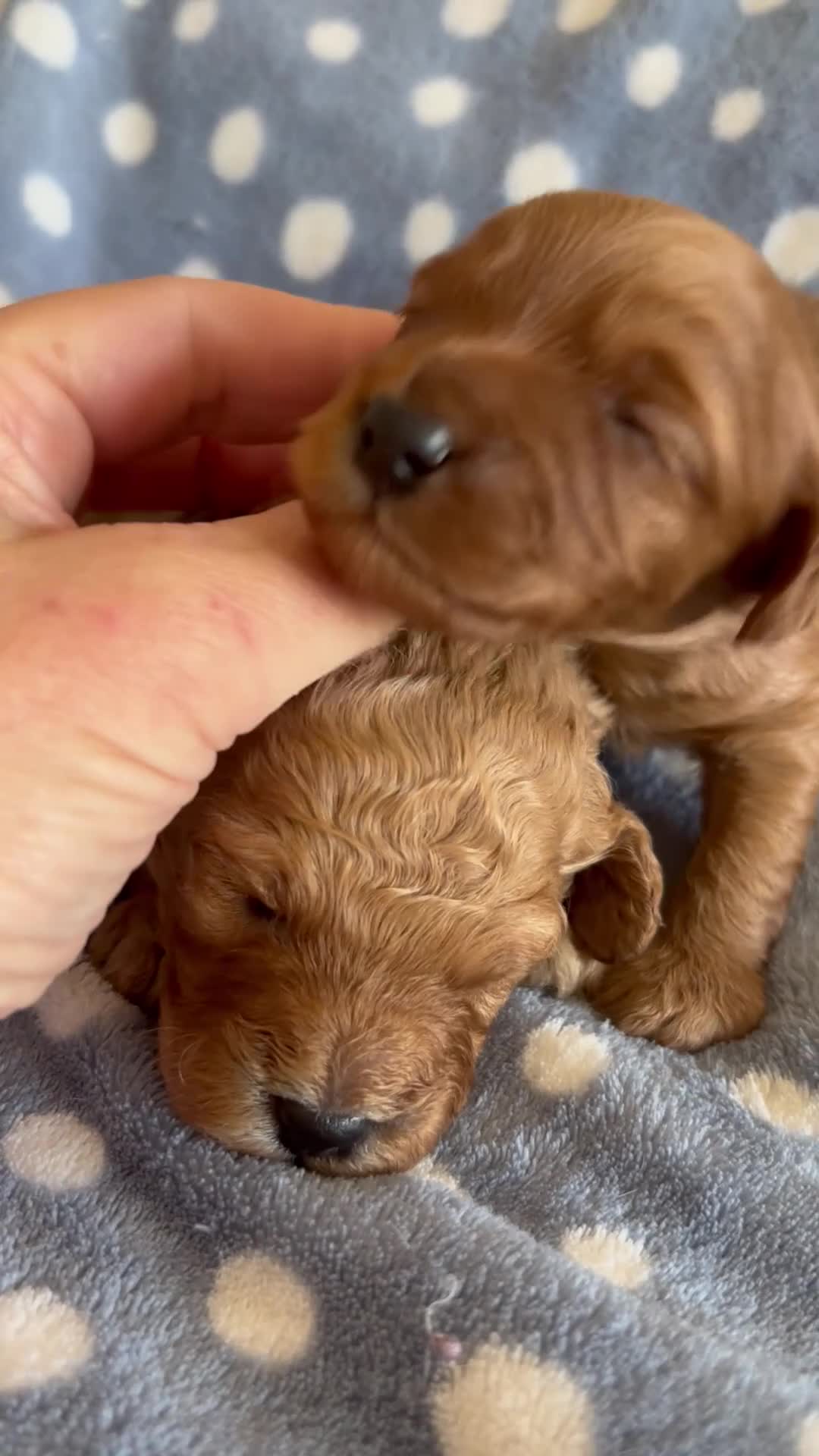 Cavapoo dogs for sale: Stunning red toy cavapoo pups  - Video 1