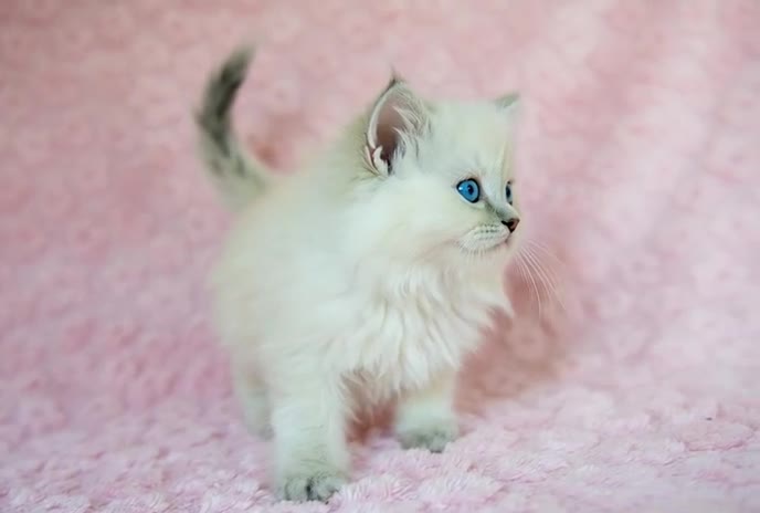 Ragdoll cats for sale: Stunning Ragdolls Available Now. - Video 3