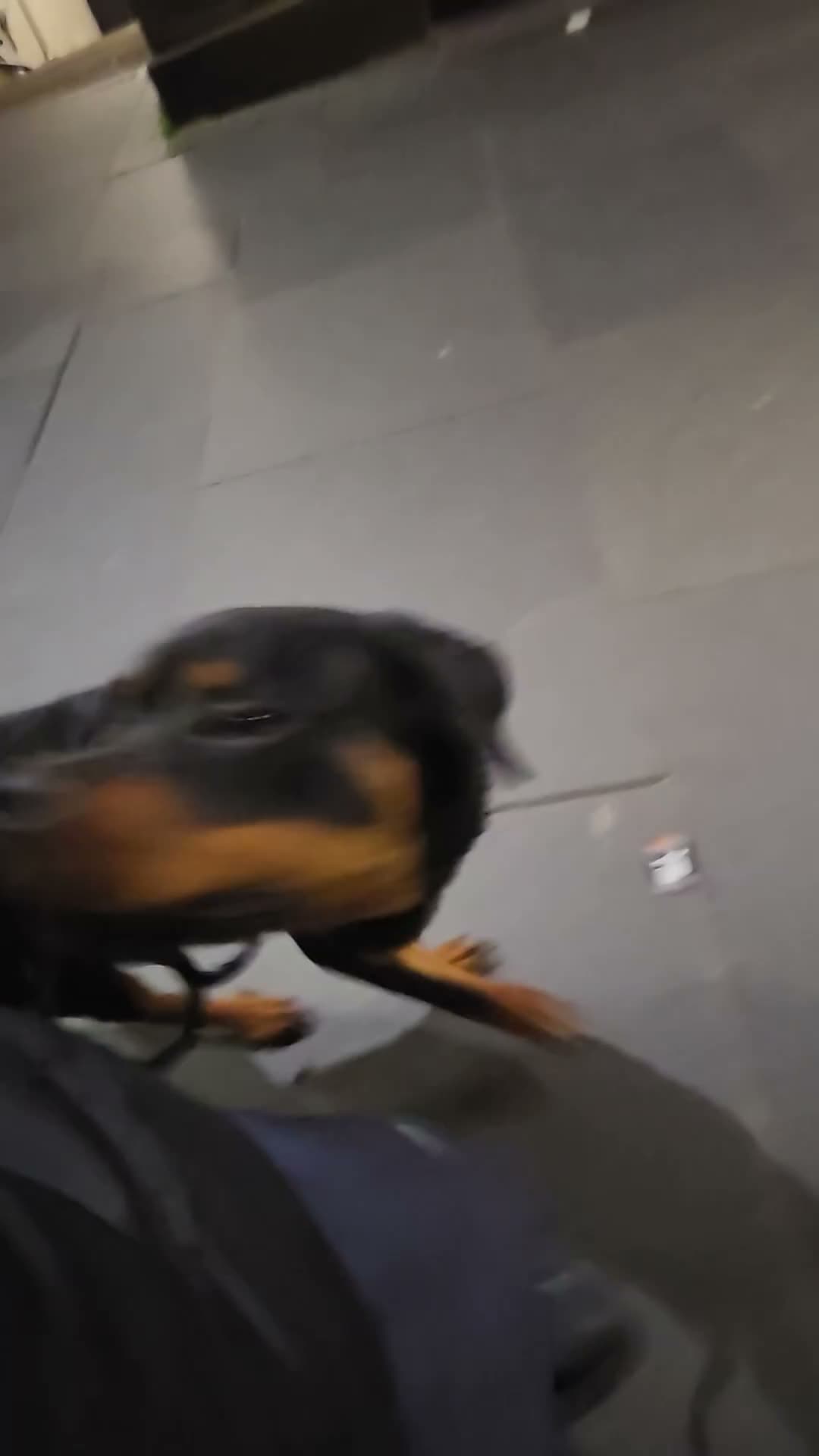 Rottweiler dogs for sale: Male Rottweiler 8 months in Edinburgh - Video 1