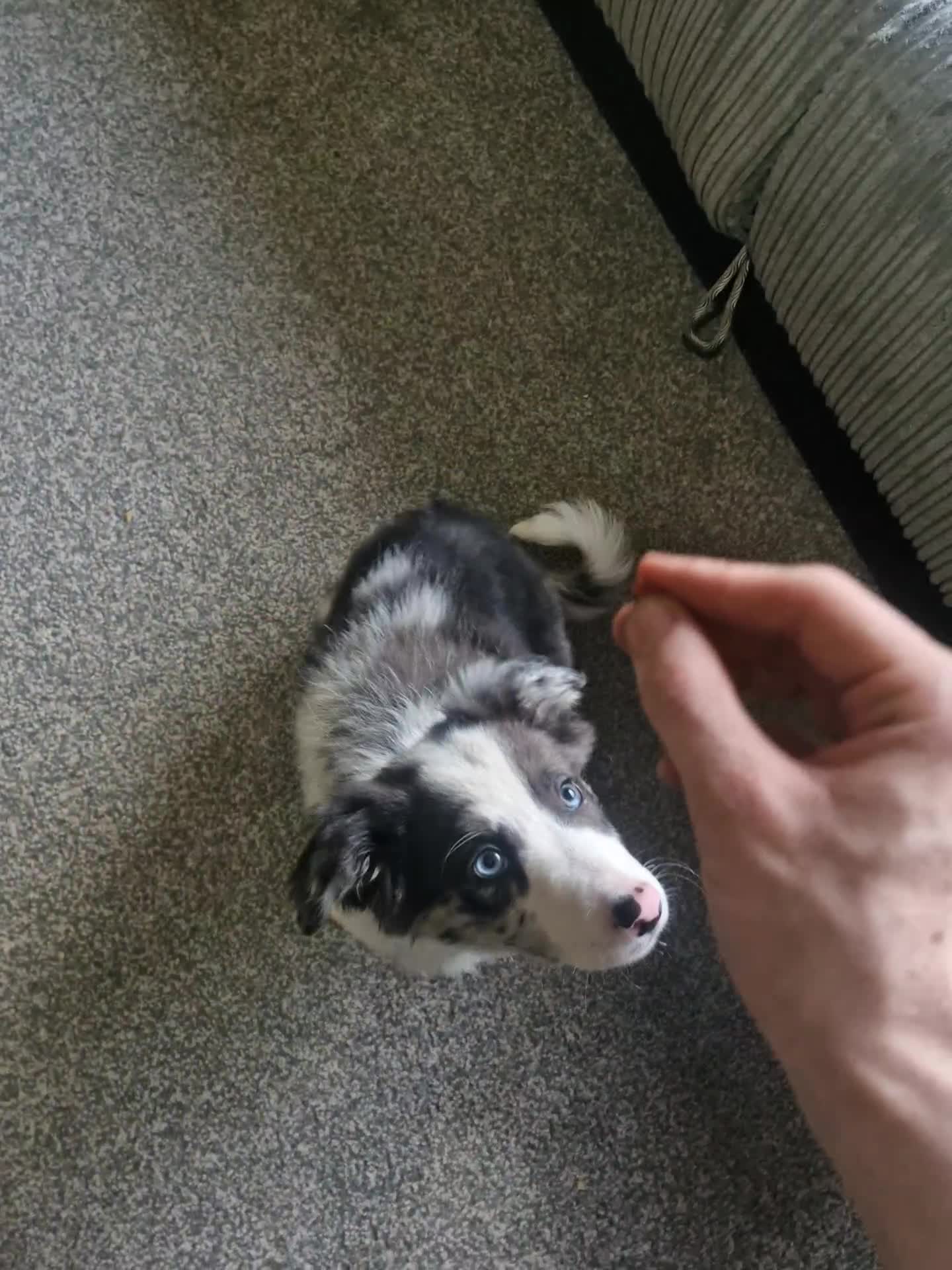 Border Collie dogs for sale: Blue merle border collie - Video 1