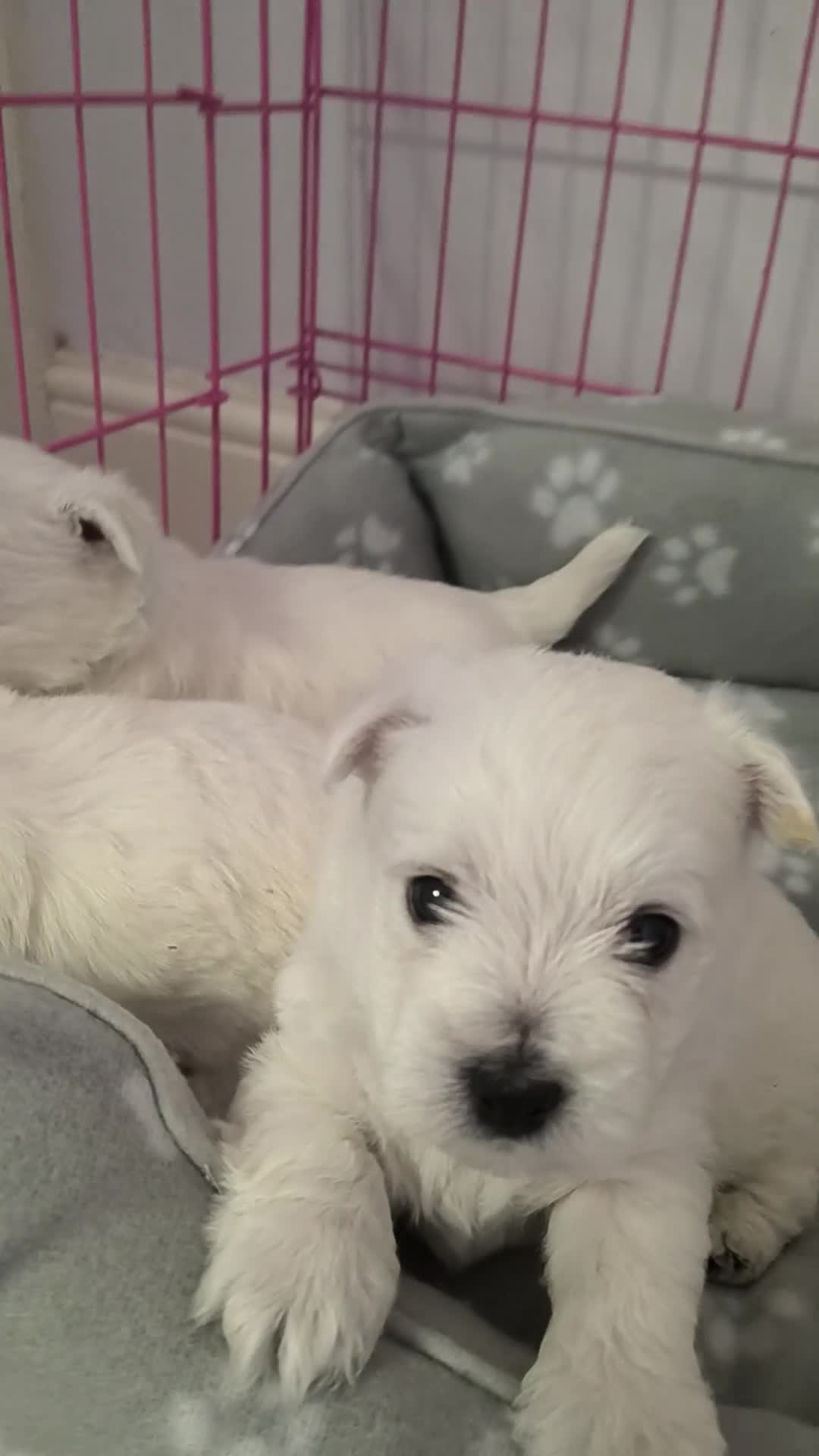 West Highland Terrier dogs for sale: Beautiful healthy litter of westie puppies  - Video 2
