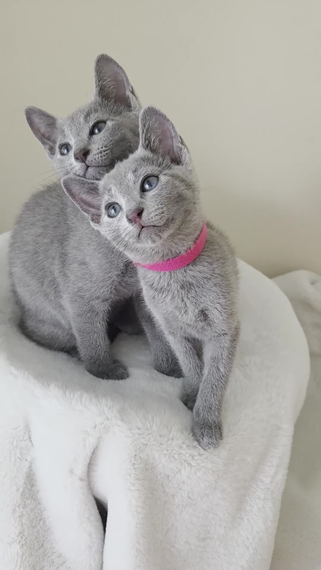 Russian Blue cats for sale: Two ⚜️Russian Blue Kittens – TICA Registered⚜️ - Video 1