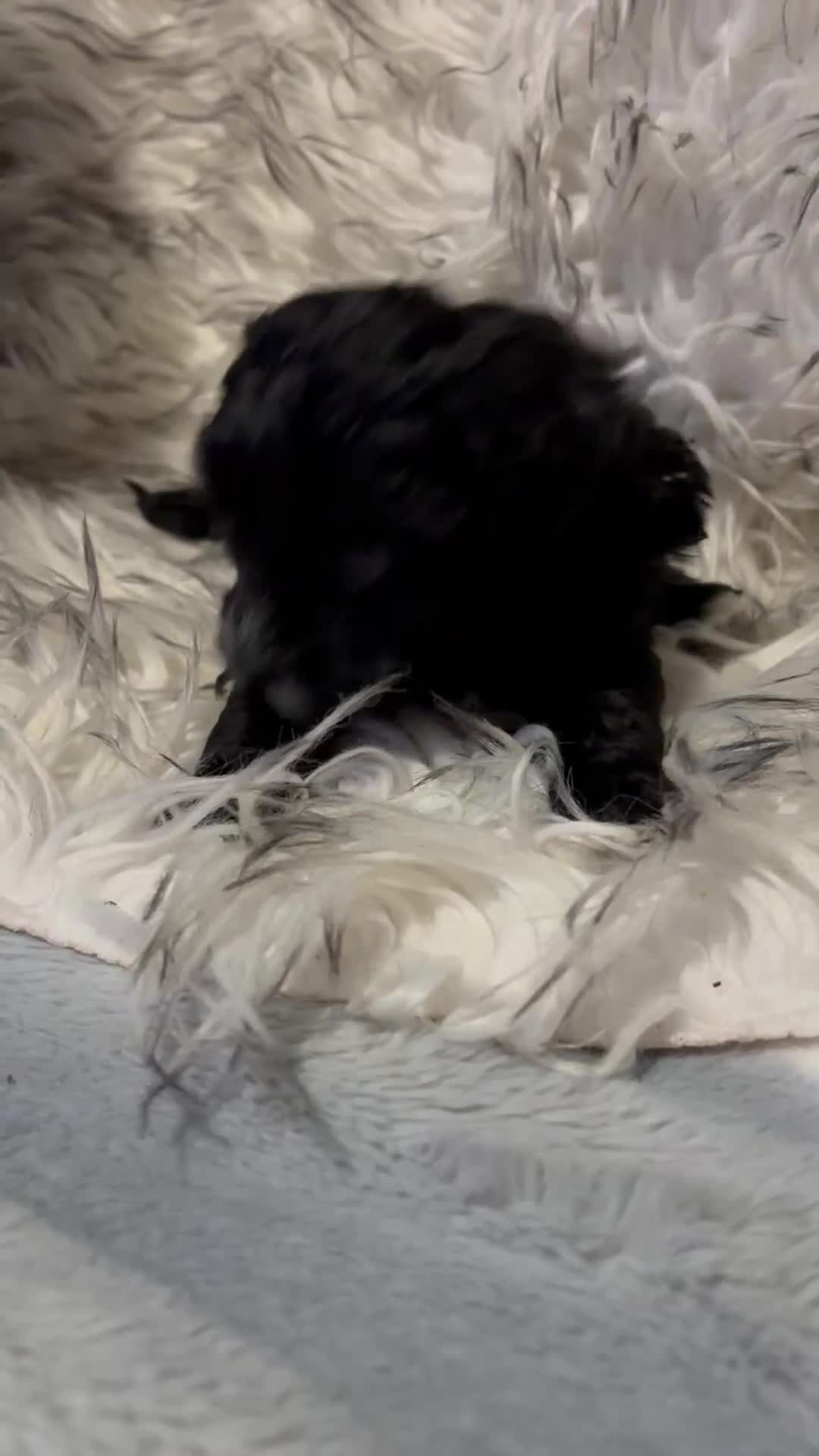 Maltipoo dogs for sale: Beautiful little maltipoo  - Video 1