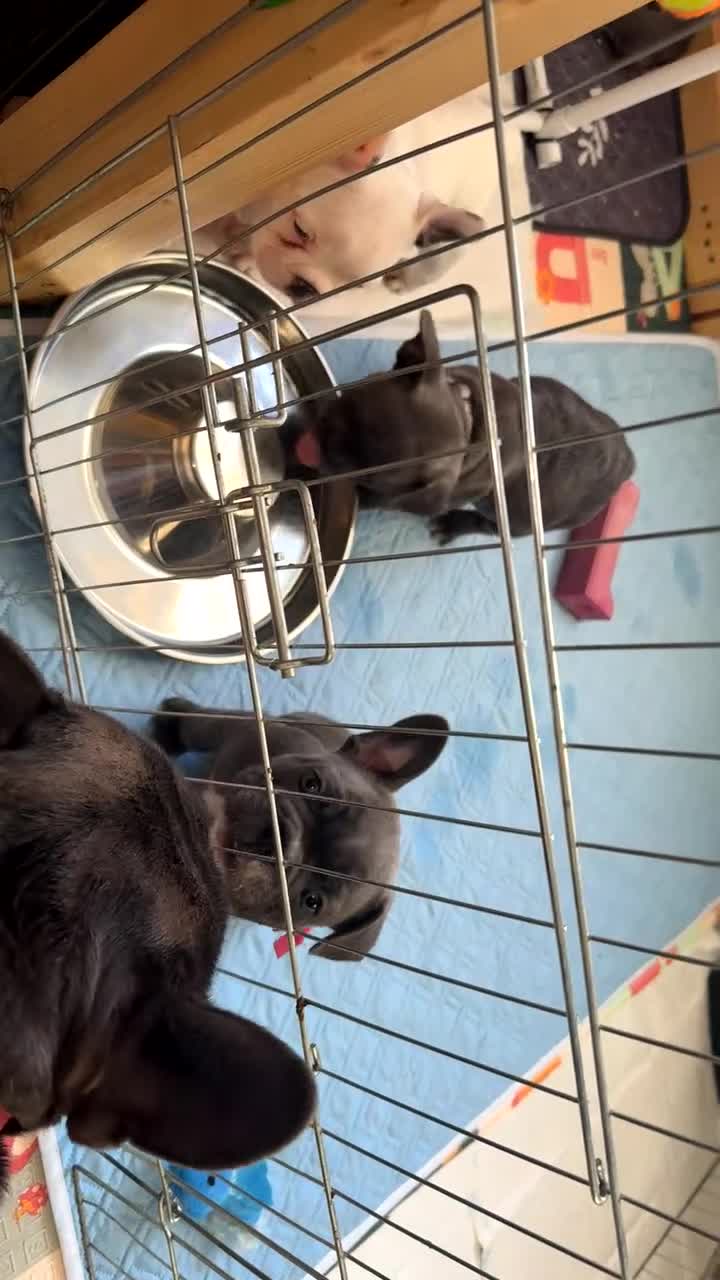 French Bulldog dogs for sale: 5 female French Bulldog –9 weeks old💙 🐾 - Video 4