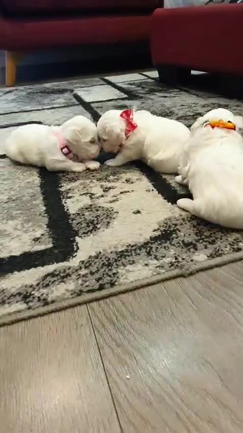 Maltese dogs for sale: 🌟 KC Registered Maltese Puppies 3 Beautiful Girls - Video 1