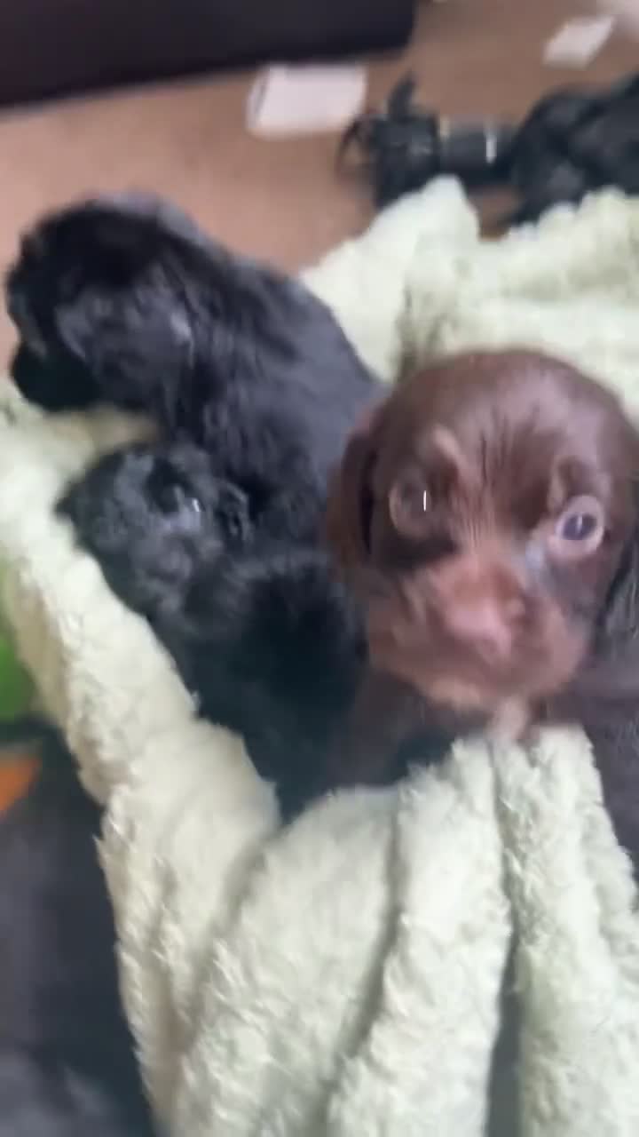Cockapoo dogs for sale: F1 cockerpoo puppies  - Video 2
