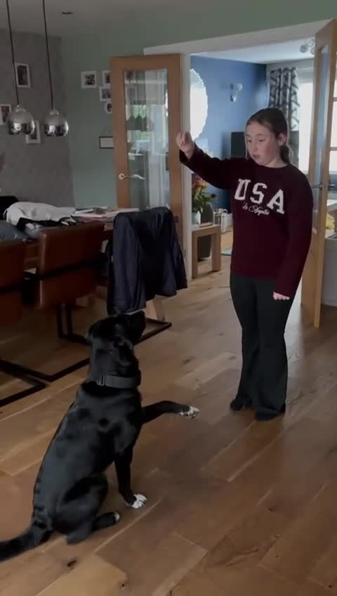 Mixed Breed dogs for adoption: Meet DIESEL, a smart Boy for the Right Loving Home - Video 4