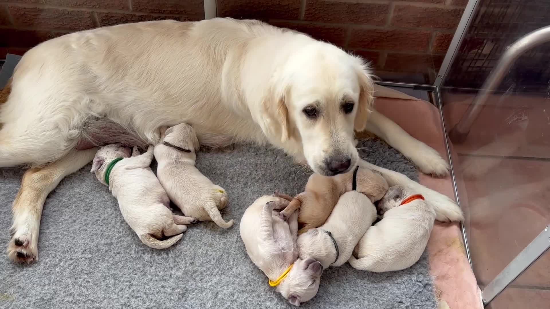 Golden Retriever dogs for sale: Champion line KC reg Golden Retriever pups - Video 2
