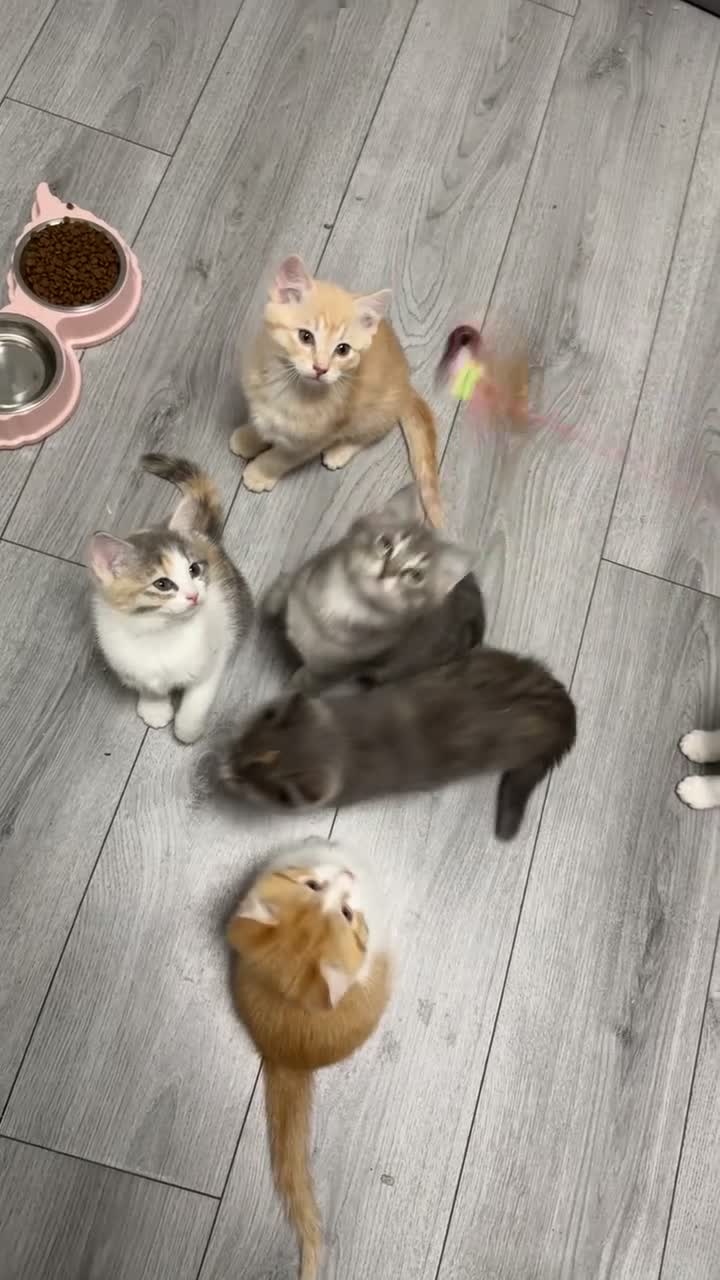Ragdoll cats for sale: Mixed Kittens for sale - Video 2
