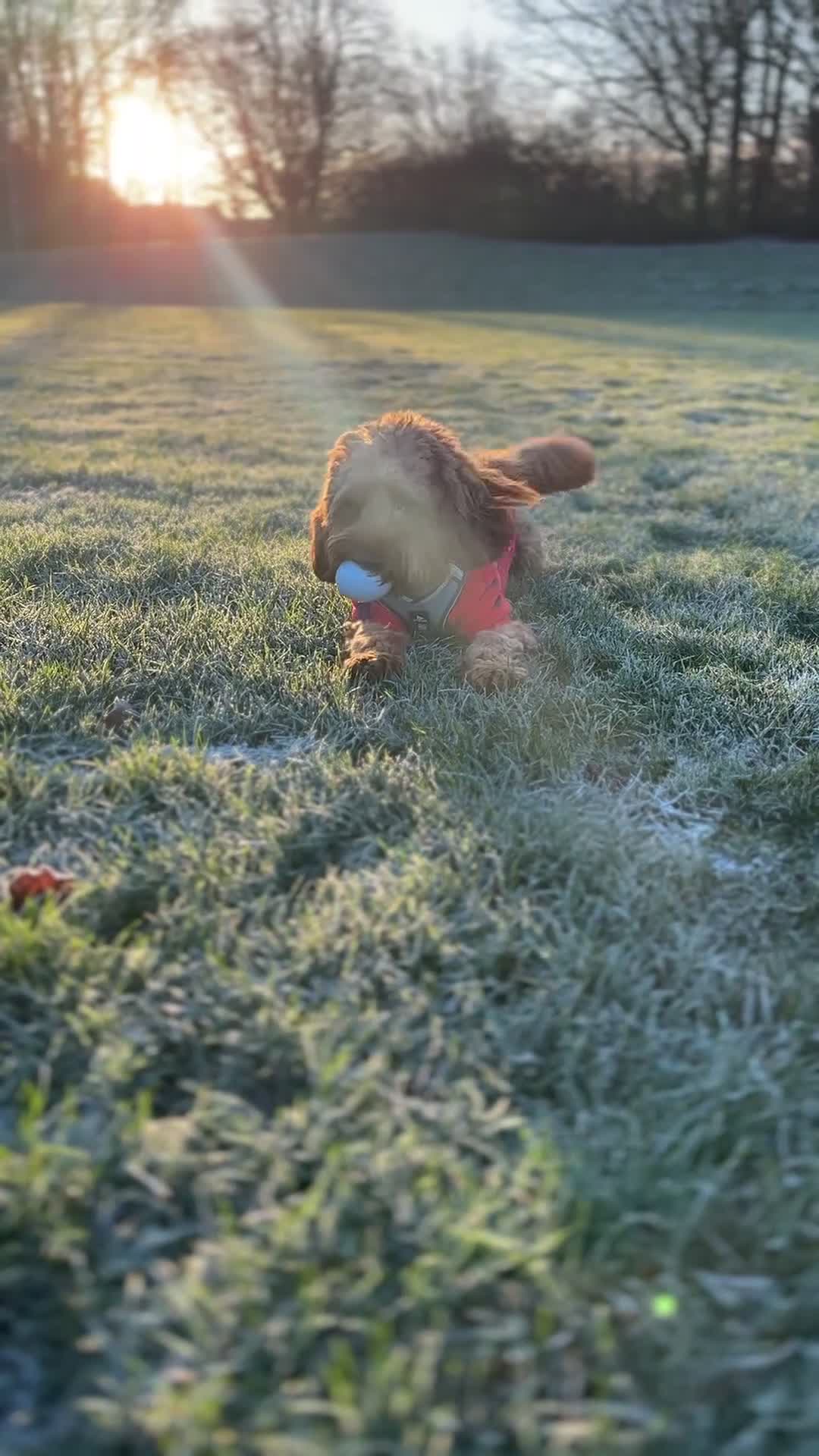 Cockapoo dogs for stud: Bear – DNA Tested Cockapoo Stud (Poodle-Dominant) - Video 1