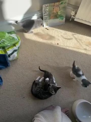 British Shorthair cats for sale: British Short hair - Video 1