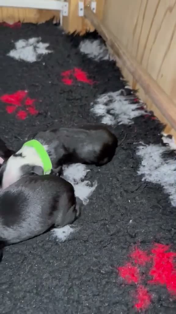Portuguese Water Dog dogs for sale: 5 PWD puppies available - Video 1