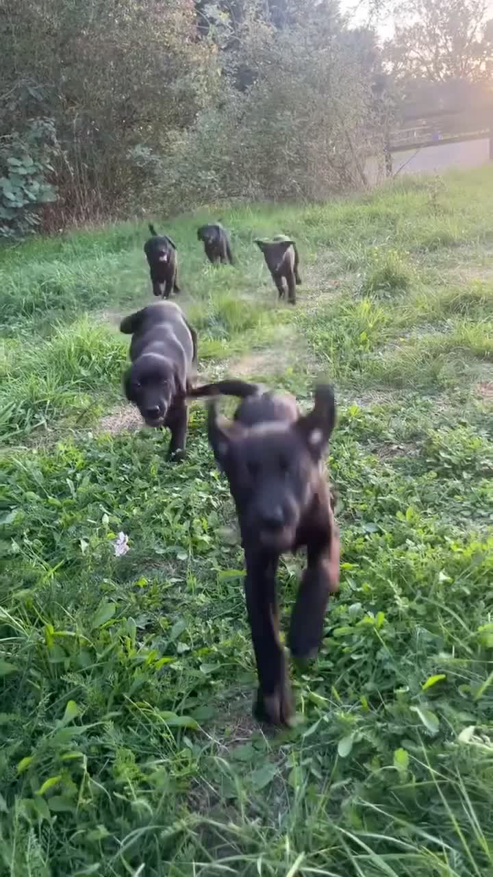 Labrador Retriever dogs for sale: Beautiful black labrador pups - Video 1