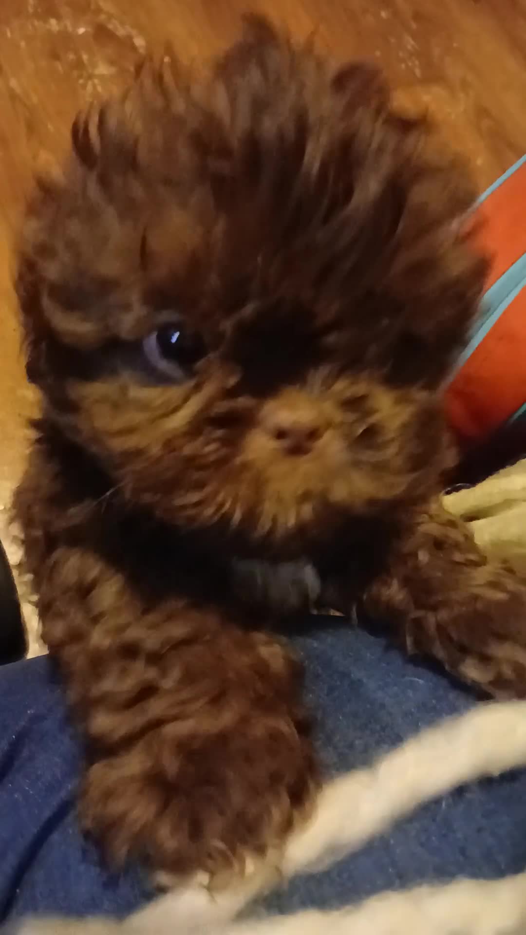 Shihpoo dogs for sale: READY NOW - Beautiful Shihpoo puppies - Video 1