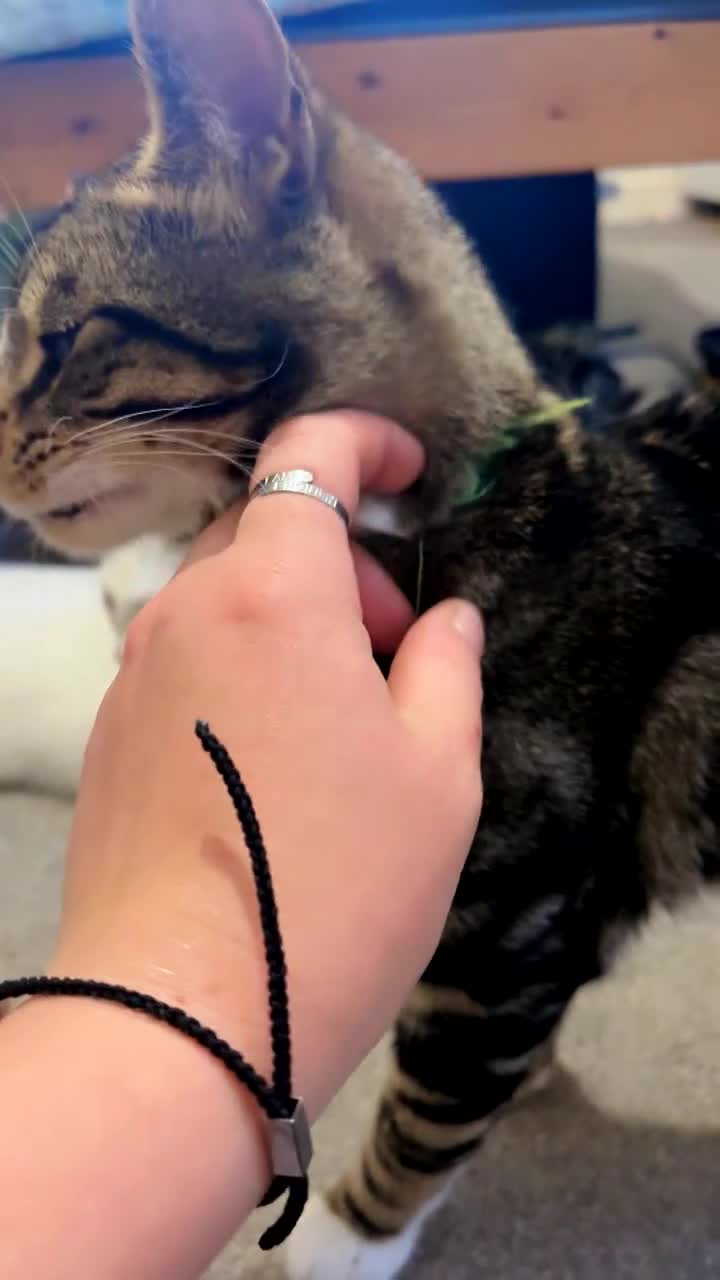 Domestic Shorthair cats for sale: Turkish angora/siamese X Torbie kittens  - Video 3