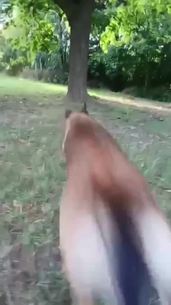 Belgian Shepherd Dog dogs for sale: Belgian shepereds puppy’s - Video 5