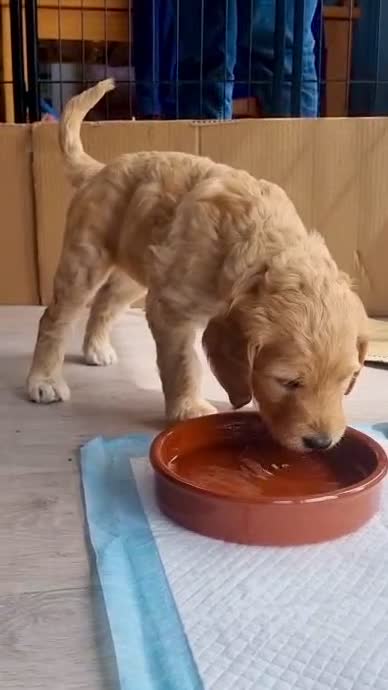 Labradoodle dogs for sale: F1b Labradoodle puppies - Video 1