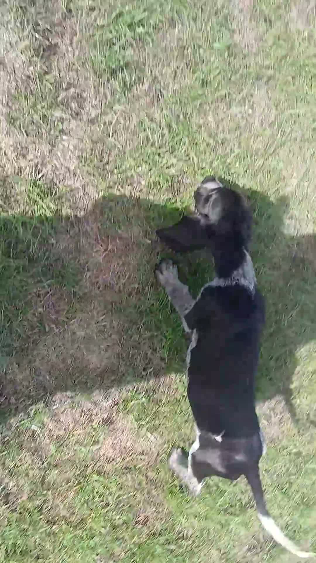 Mixed Breed dogs for sale: KC Basset Hound x KC German Shorthaired Pointer  - Video 1